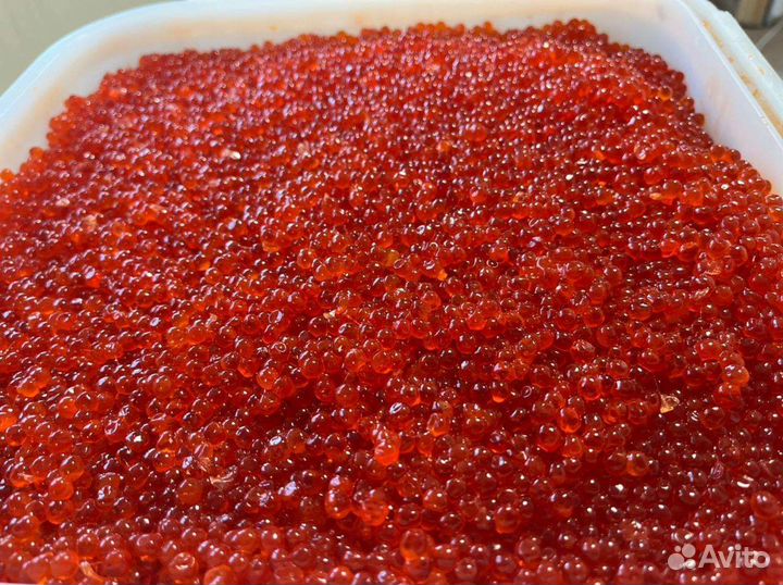 Красная Икра 2023