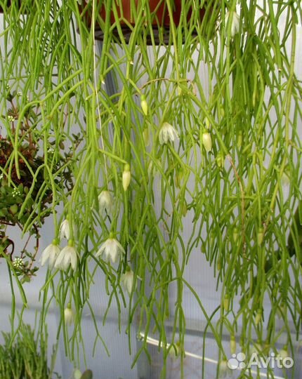 Домашние цветы ампельные и лианы