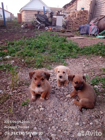 Щенки таксы