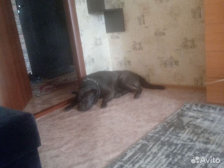 Шарпей смесь