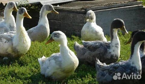 Продам утят