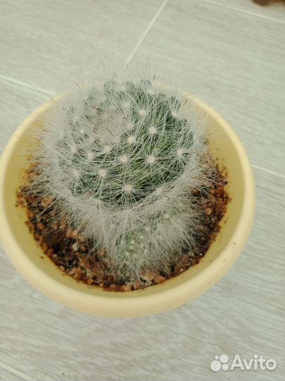 Цветы домашнии