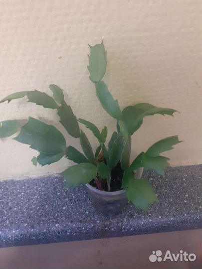 Декабрист шлюмбергера, рипсалидопсис