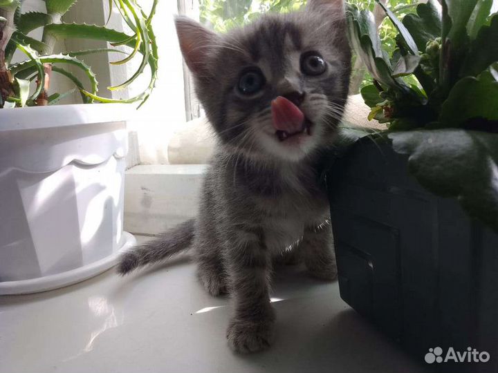 Кошки в добрые руки бесплатно