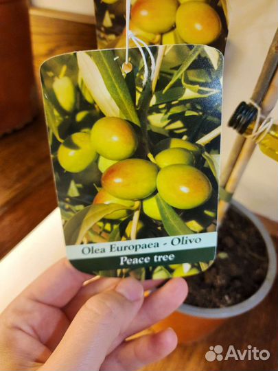 Оливковое дерево с настоящими оливами. Сицилия