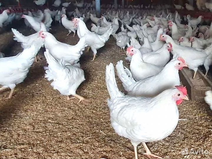 Куры несушки