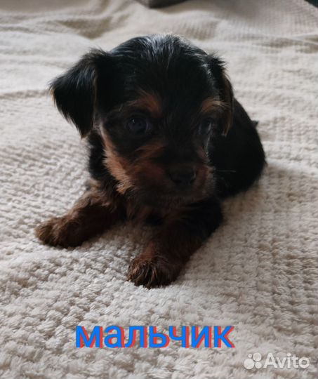 Йоркширский терьер щенки