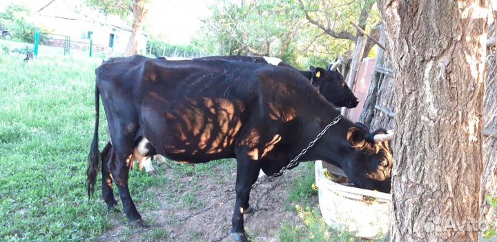 Коровы дойные молочные