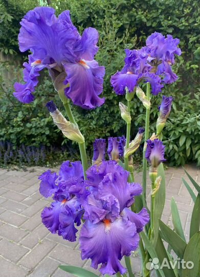 Ирисы бородатые