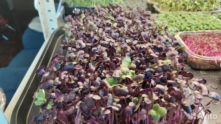 Микрозелень Сочи