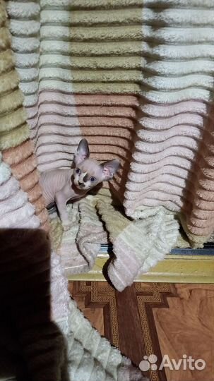 Котята сфинкс