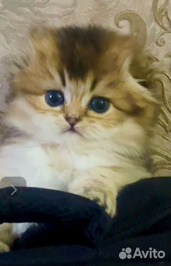 Котята шиншилла