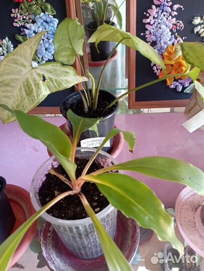 Комнатные цветы