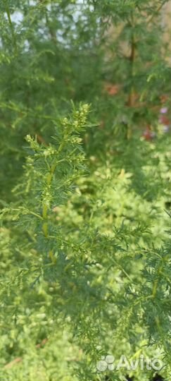 Полынь Гмелина травы для бани