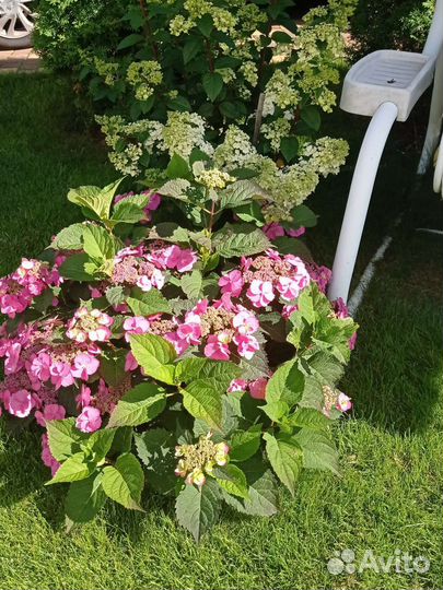 Гортензия сбежавшая невеста и пильчатая