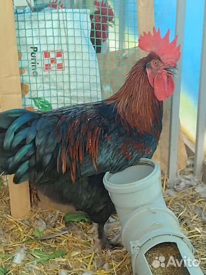 Петушки Борковская Барвистая, Кучинская,Маран ч/м