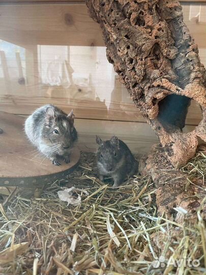Передержка дегу, крыс, шиншилл, грызунов
