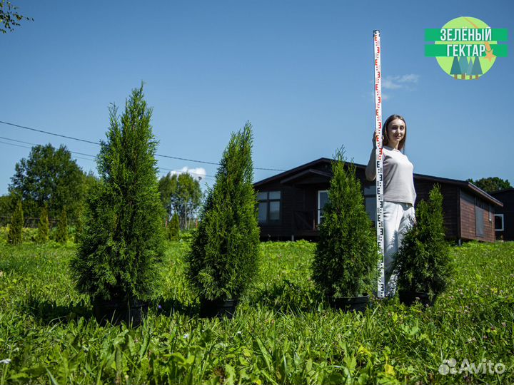 Туи смарагд 100 см свежая копка 2023