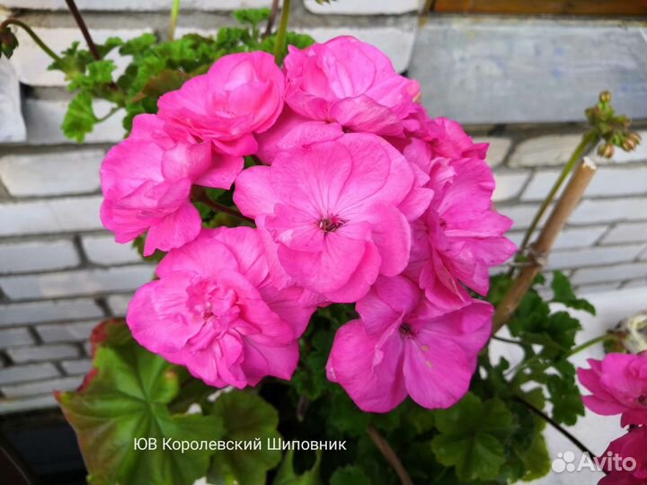 Срезы сортовых пеларгоний