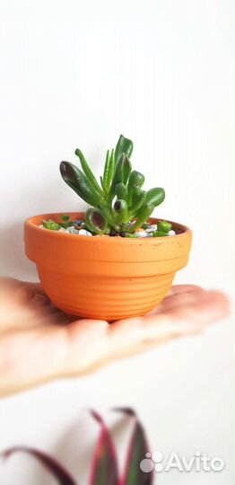 Суккуленты