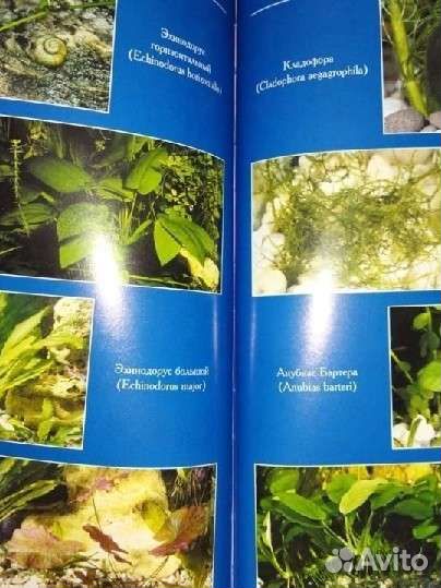 И. Шереметьев. Аквариум начинающим и не только