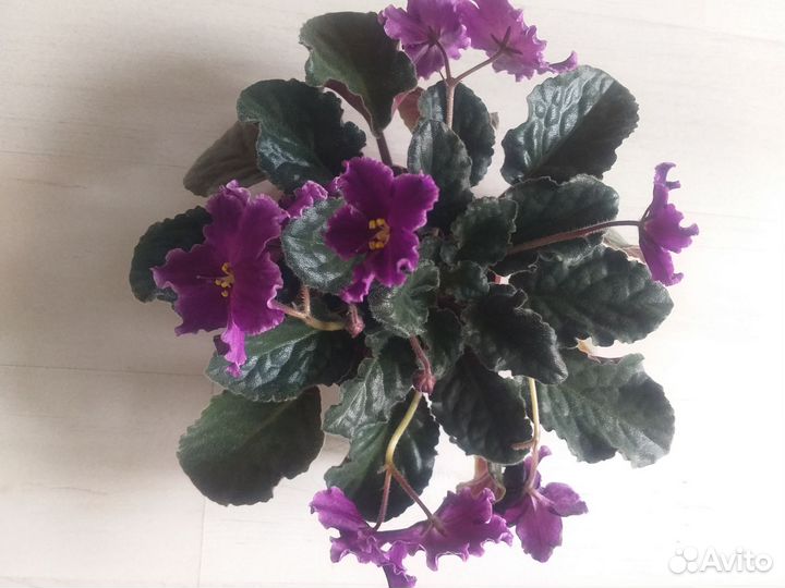 Сортовые фиалки цветущие