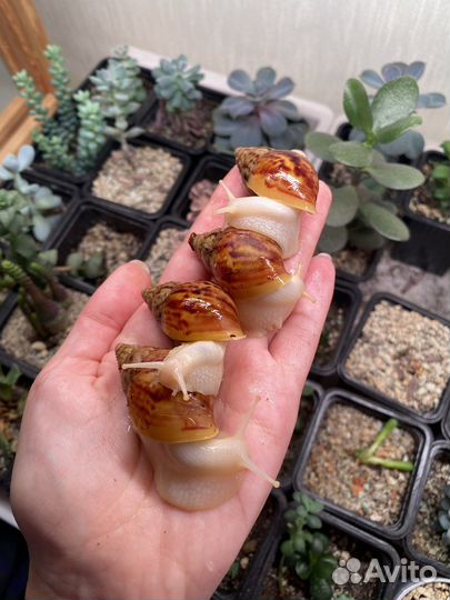 Ахатина фулика, занзибарика