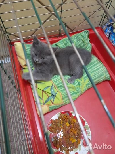 Отдам в добрые руки кошечку