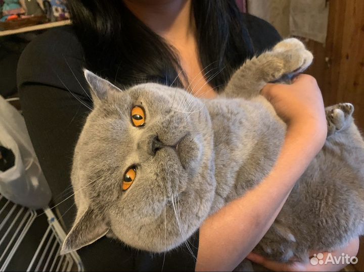 Вязка с британцем