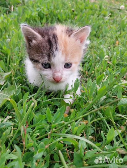 Котята в добрые руки бесплатно