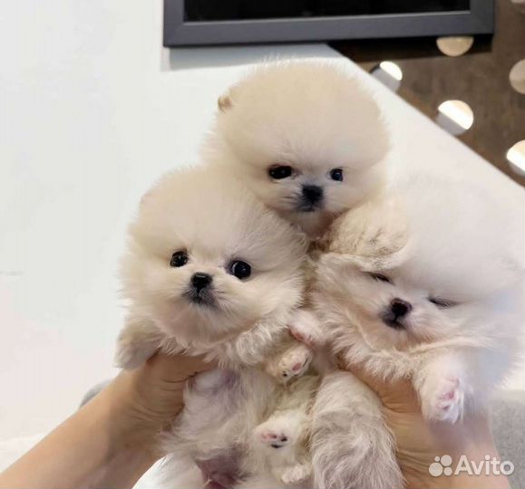 Померанские шпицы минюшки