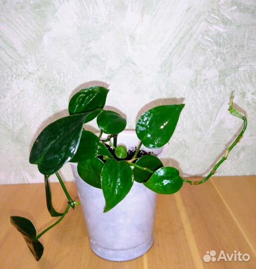 Комнатные Цветы Разные (100)