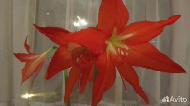 Гиппиаструм(семейства аморилловых)