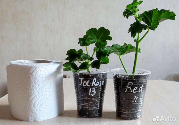 Плющелистная пеларгония (предзаказ на осень)