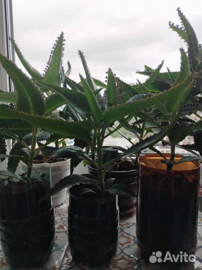 Каланхоэ лечебное