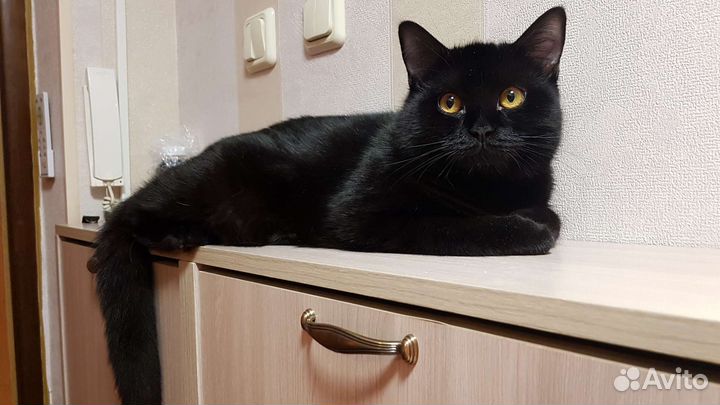Британский черный кот 10мес Сёма привит домашний