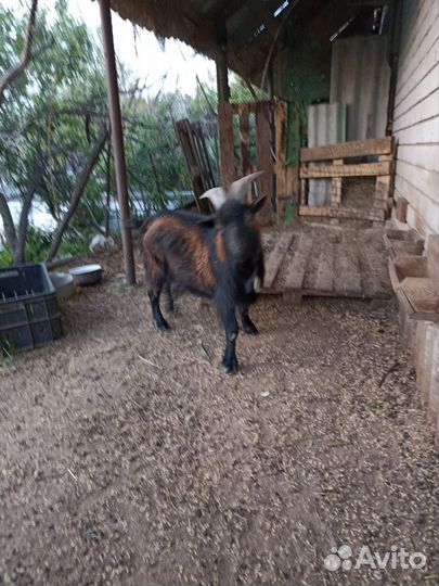 Семья камерунский коз