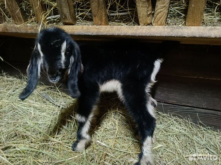 Козочки 50 шами