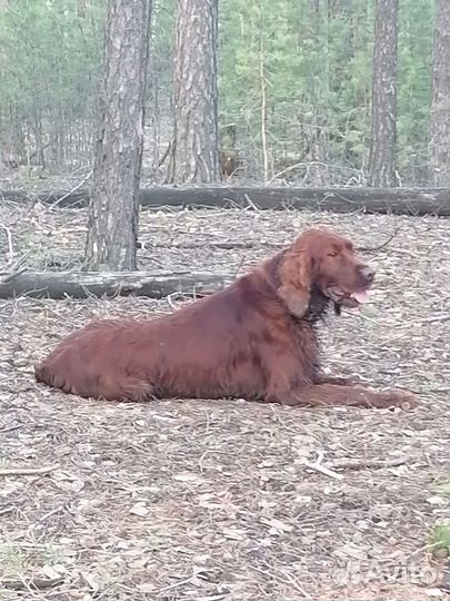 Ирландский сеттер