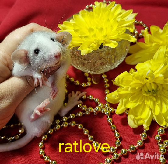 Крысята мальчик серебро
