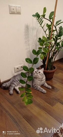Шотландский котик Скоттиш Фолд вязка