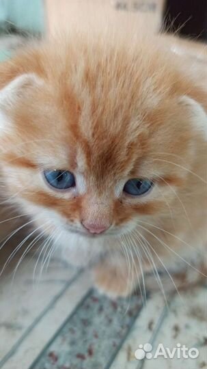 Котенок девочка в добрые руки