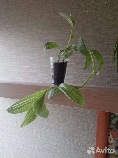 Традесканция зебрина Пинк Хилл Рио розовый