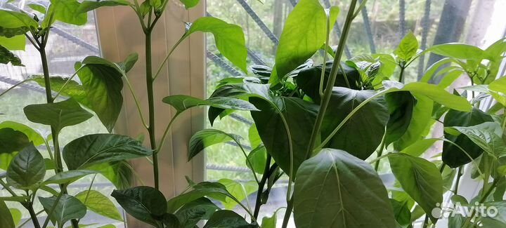 Рассада томатов и перцев. Семенной картофель