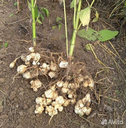 Топинамбур