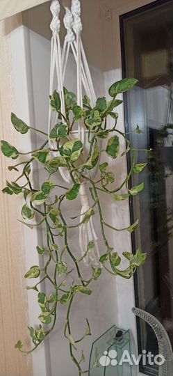 Эпипремнум