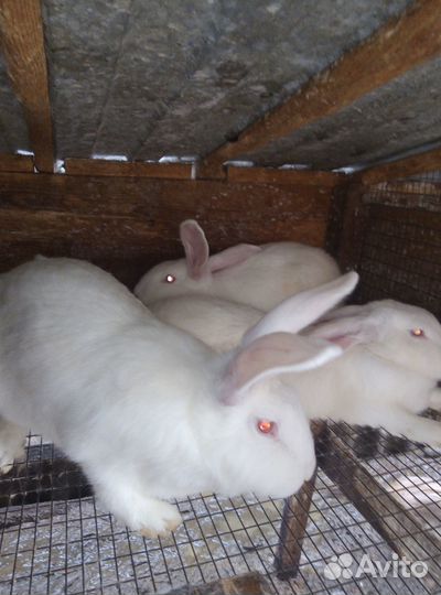 Кролики самки