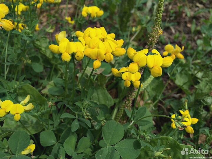 Семена Лядвенца Рогатого оптом