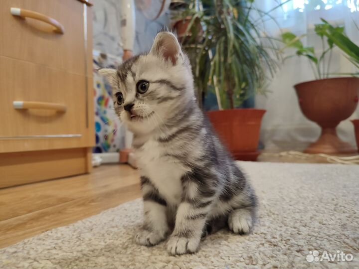 Шотландская вислоухая