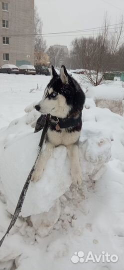 Вязка хаски